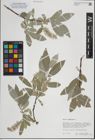 Foto von Salix lapponum L.